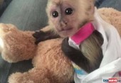Inteligentní baby kapucínské opice k dispozici,.