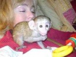 Inteligentní samice a samec kapucínské opice