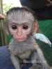 Na predaj rozkošné baby kapucínske opice.0