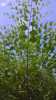 Jilm sibiřský - rychle rostoucí živý plot