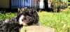 CAVAPOO trikolorní štěně