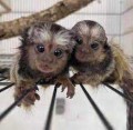 Rozkošné opice kapucínky a kosmany k adopci