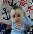 Prodám 9týdenní mláďata kapucínských opic!*
