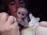 Kapucínská opice chovaná doma, z láhve a ručně krm
