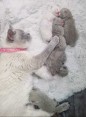 Britská krátkosrstá koťata k adopci
