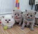 Britsh Shorthair Kitten pro adopci