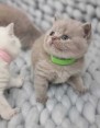 Britská koťata na prodej na prodej alb