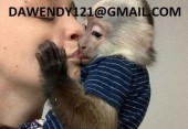 Socializovaná mláďata kapucínských opic na prodej+